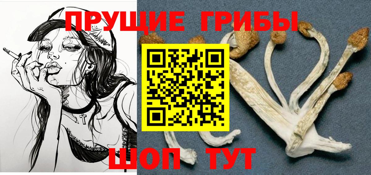 Псилоцибиновые грибы Psilocybe Котовск